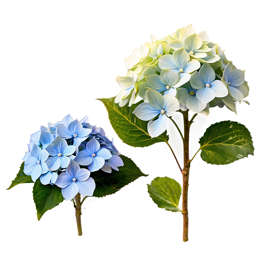 Download Blooming Hydrangea Png Oqq | Wallpapers.com