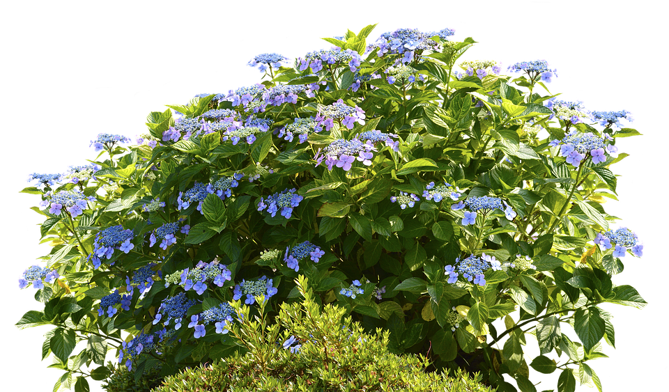 Blooming Hydrangea Shrub PNG