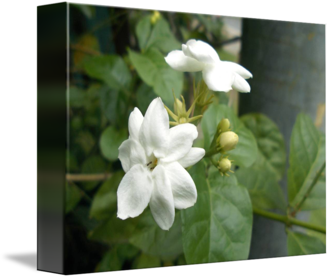 Blooming Jasmine Flowers PNG