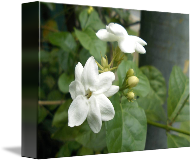 [100+] Jasmine Flower Png Images | Wallpapers.com