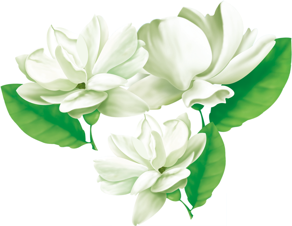 Blooming Jasmine Flowers Illustration PNG