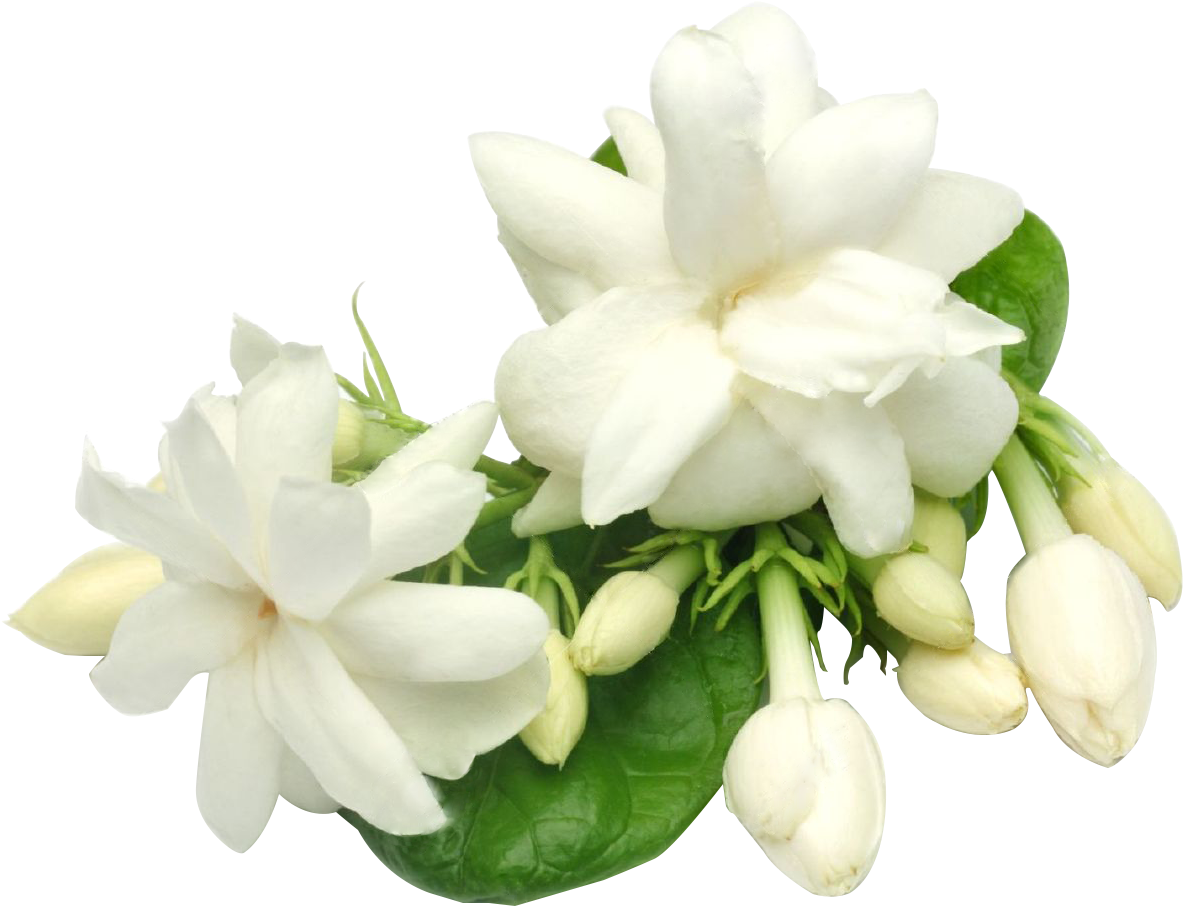 Blooming Jasmine Flowers Transparent Background PNG