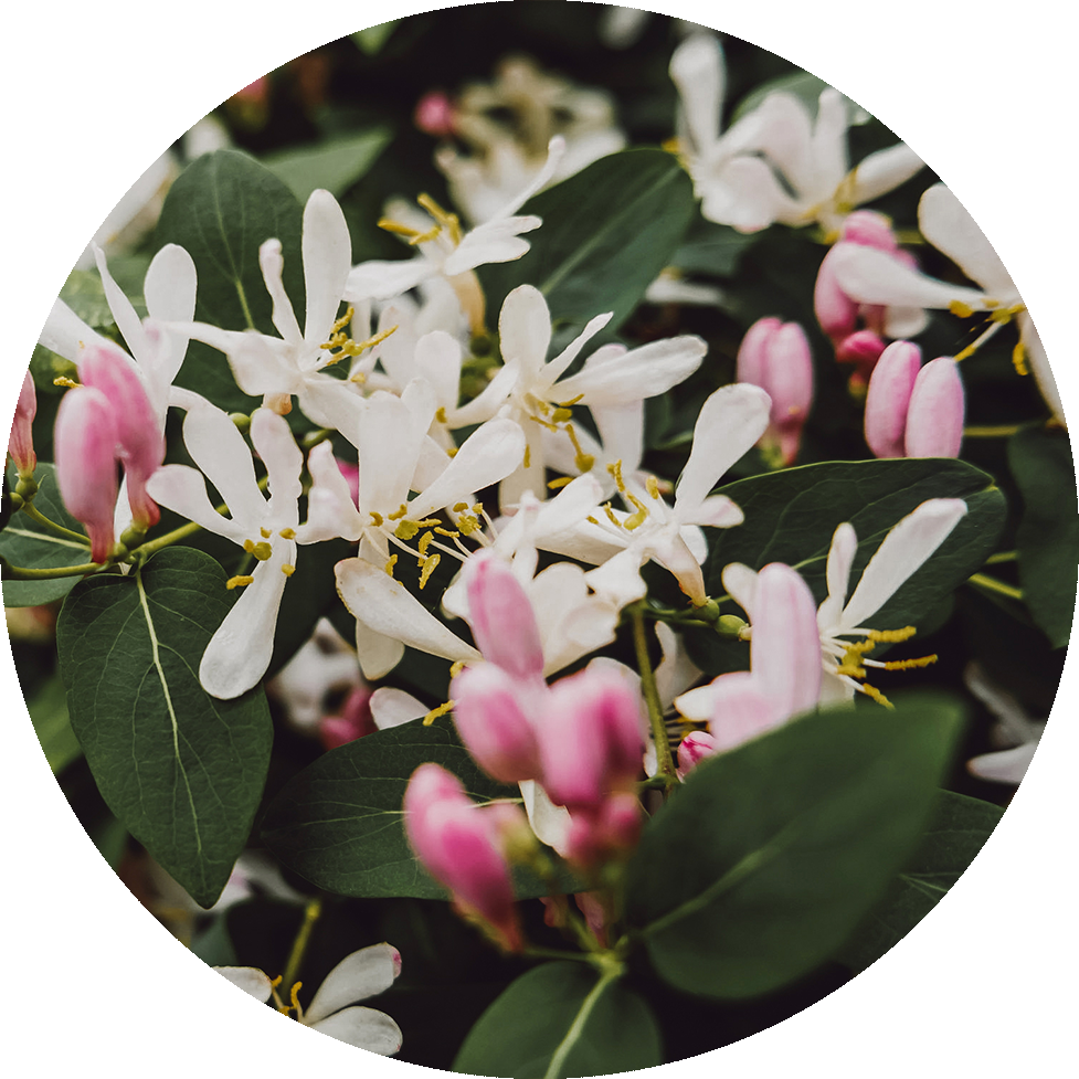 Blooming Jasmine Flowersand Buds PNG