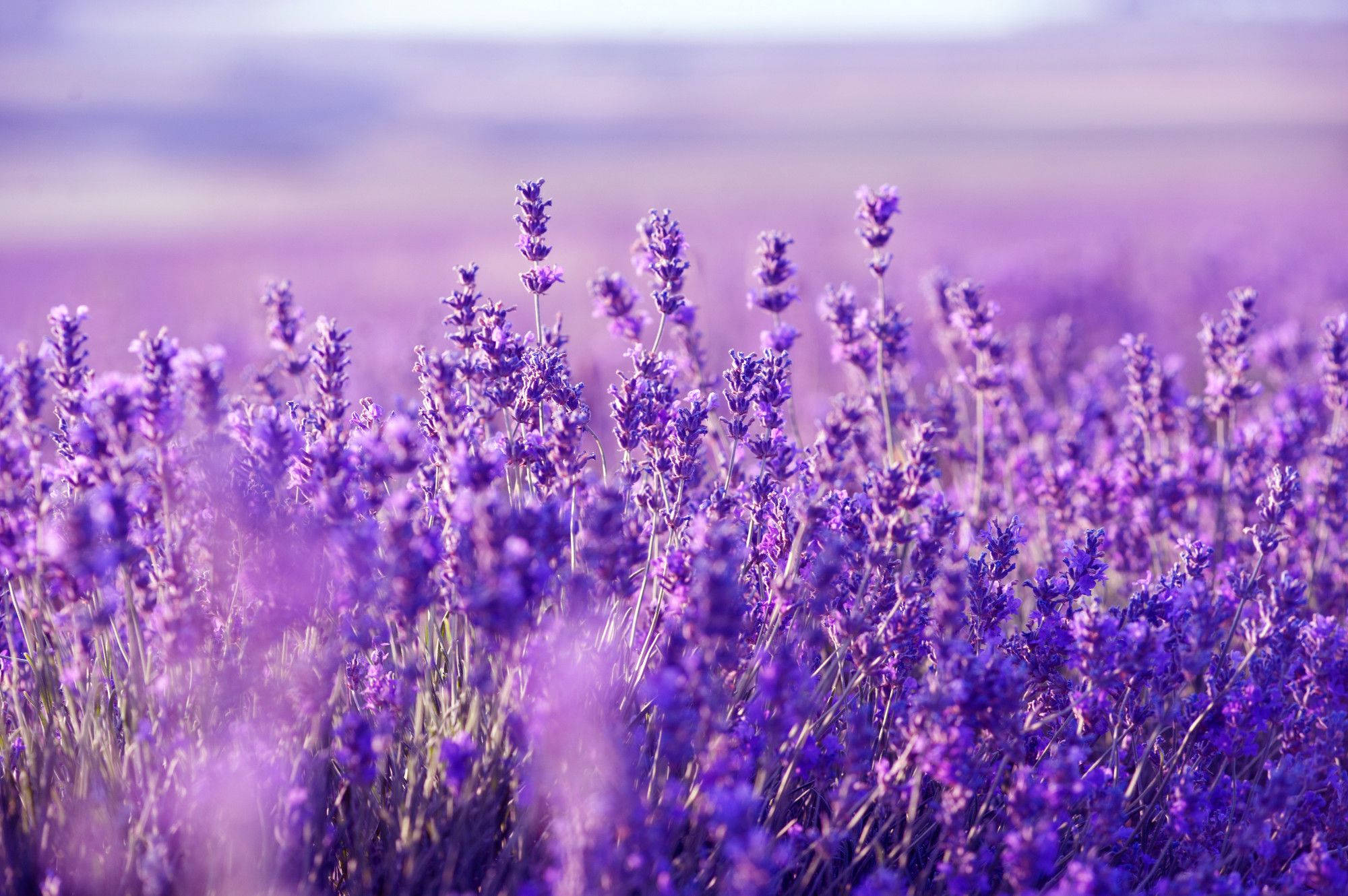 Blooming Lavender Desktop Wallpaper