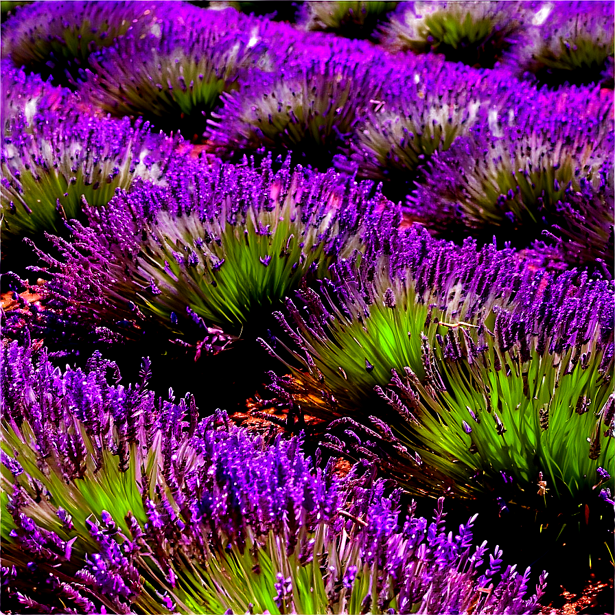 Blooming Lavender Fields Png 06112024 PNG