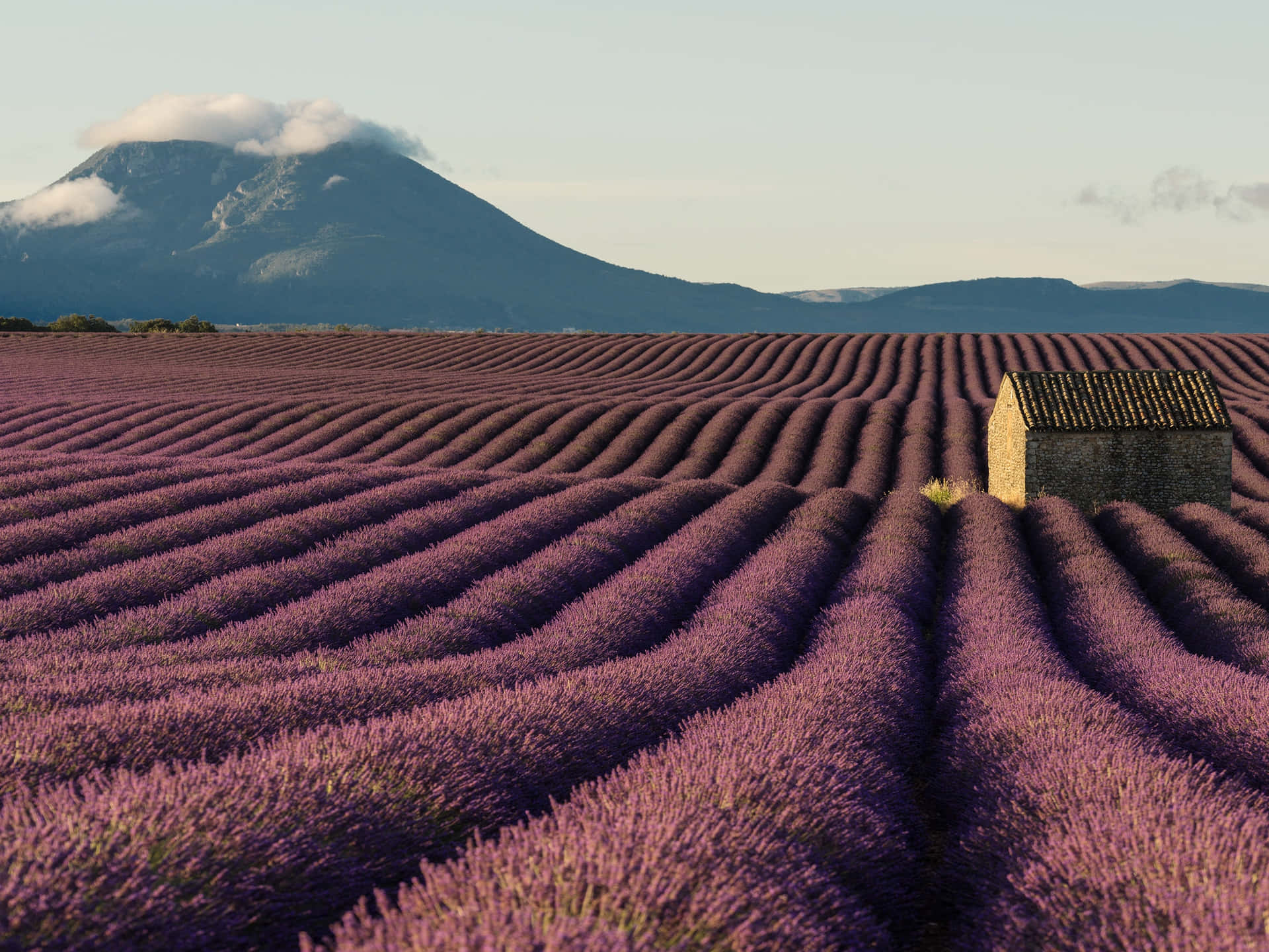 Blooming Lavender Fields Under A Clear Sky