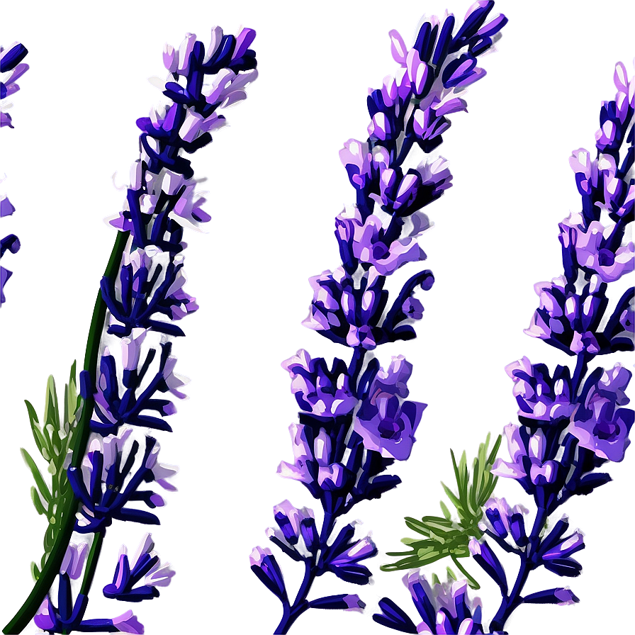 Blooming Lavender Png Ecb PNG