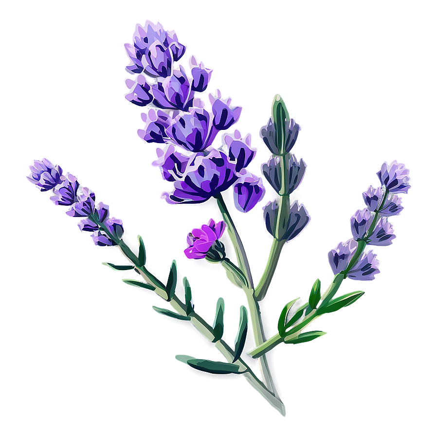 Blooming Lavender Png Sgn PNG