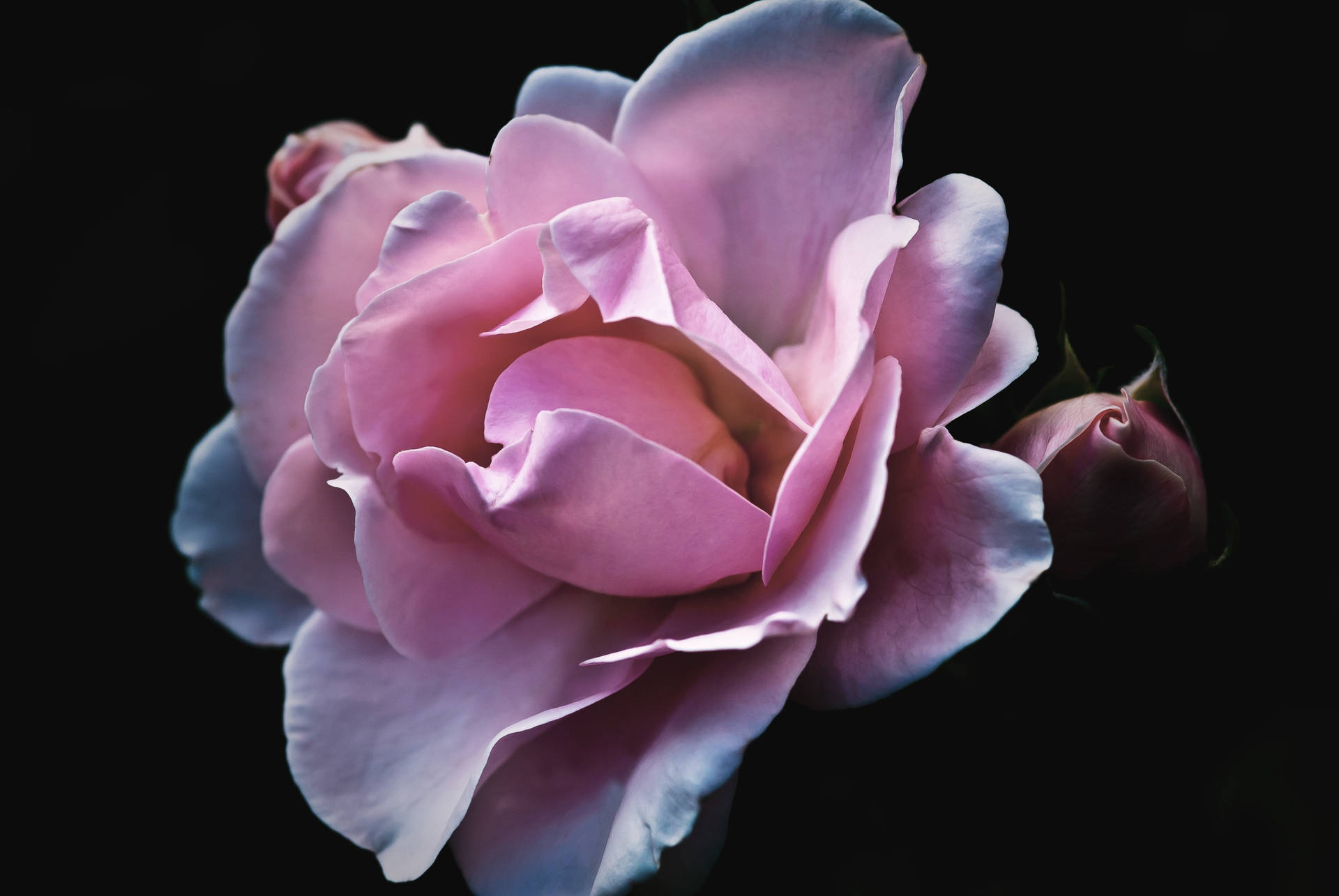 Blooming Lavender Rose Background