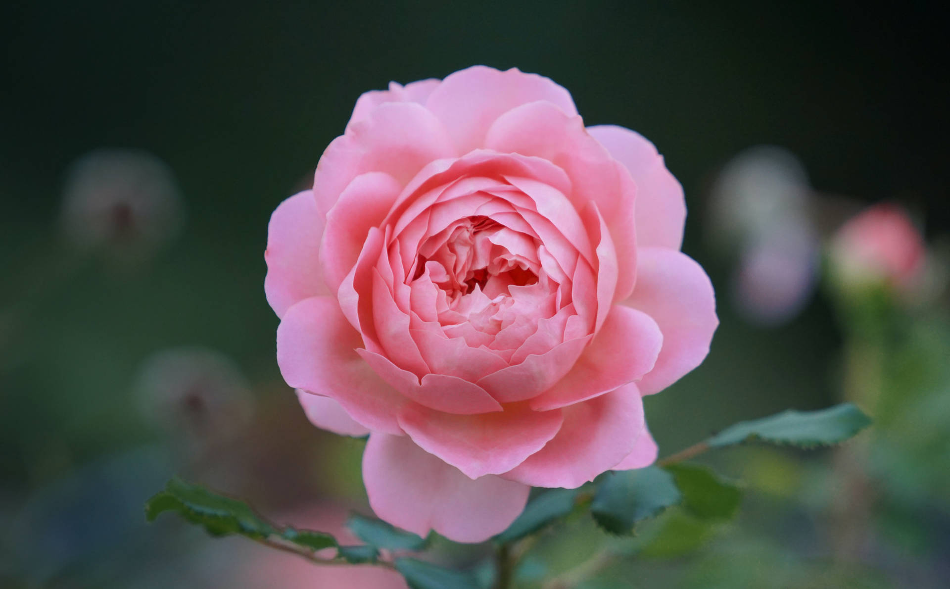 Florde Rosa Rosa Brilhante. Papel de Parede