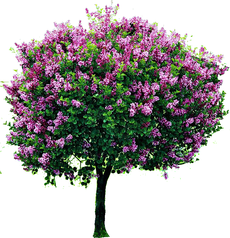 Blooming Lilac Tree Isolatedon Grey PNG