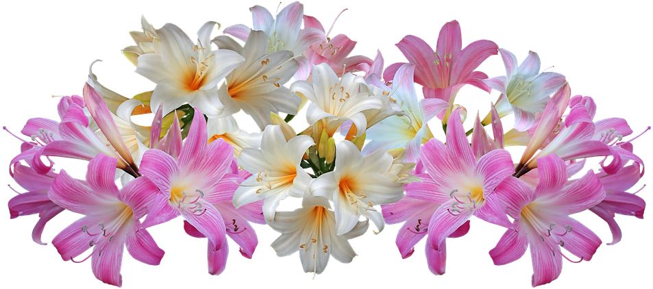 Blooming Lilies Transparent Background PNG