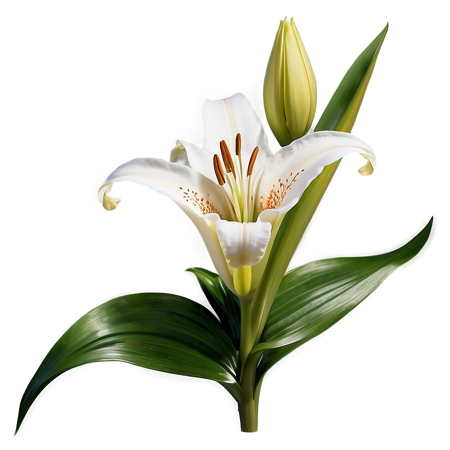Blooming Lily Flower Png 35 PNG
