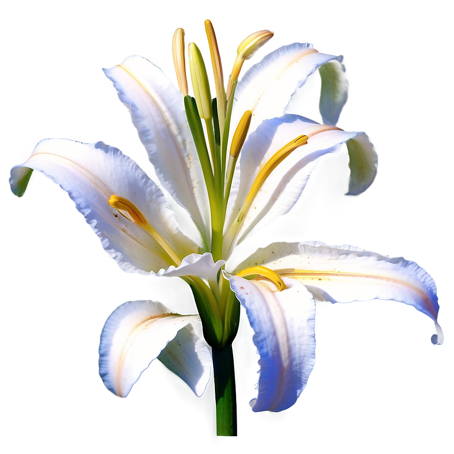 Blooming Lily Flower Png Uof89 PNG
