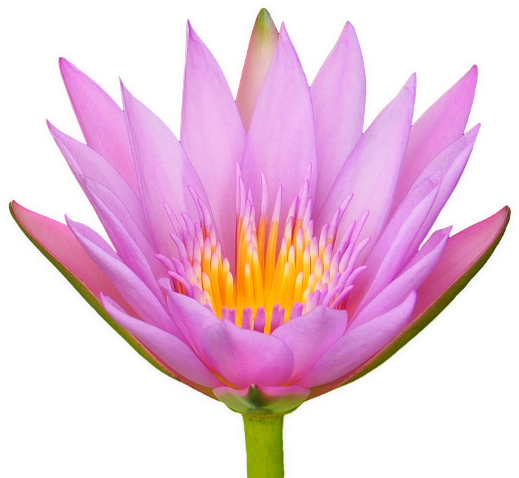 Blooming Lotus Flower.png PNG
