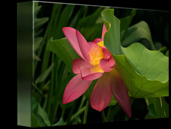 Blooming Lotus Flower PNG