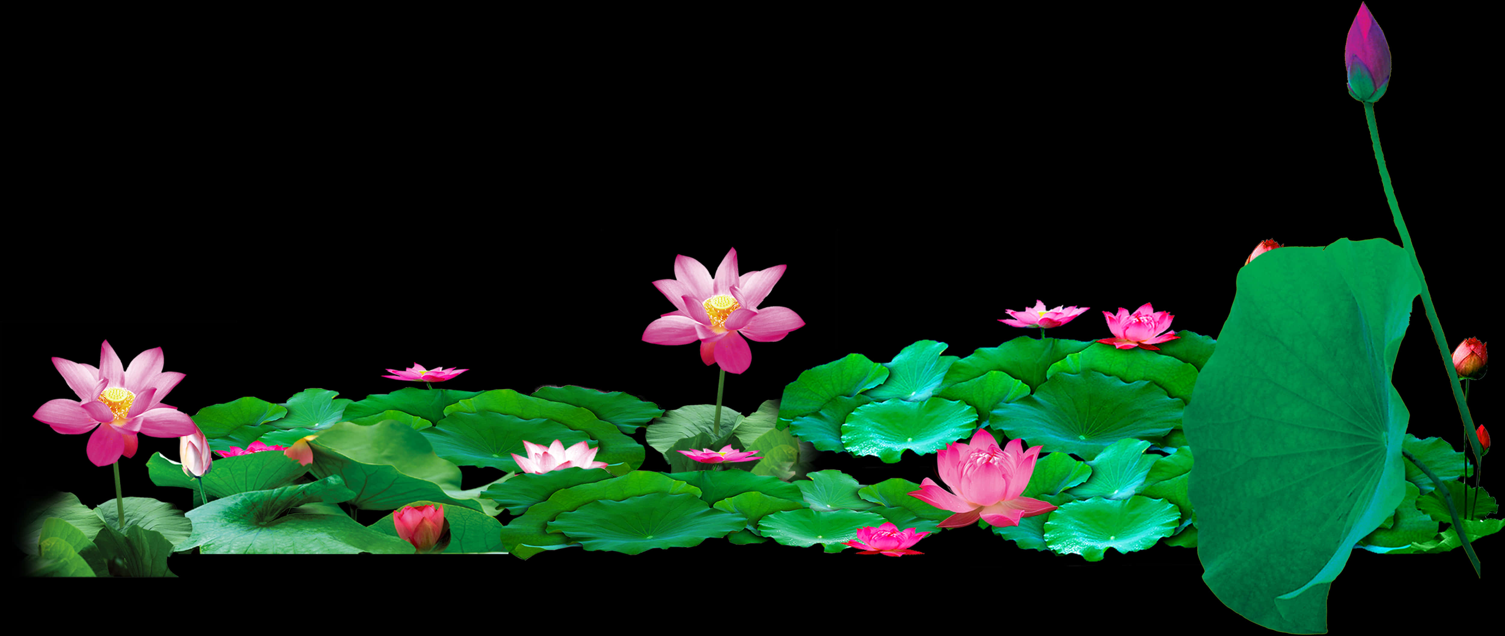 Blooming Lotus Flowers Panorama PNG