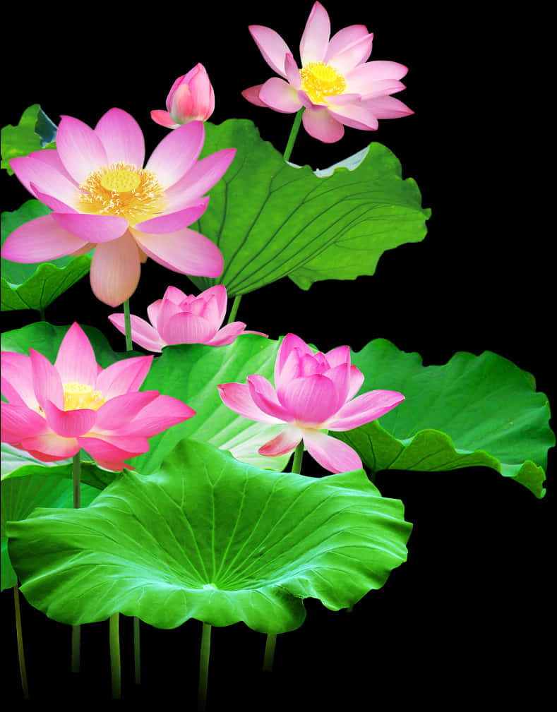 Blooming Lotus Flowersand Leaves PNG