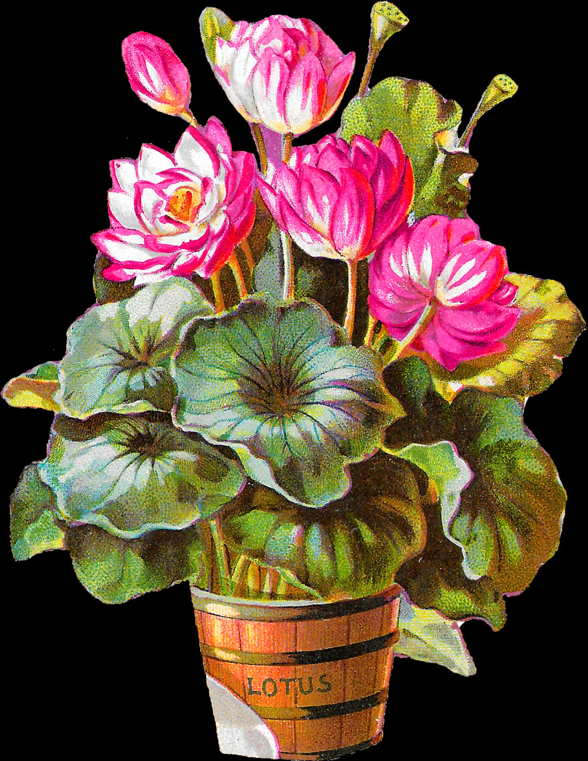 Blooming Lotus Flowersin Pot PNG