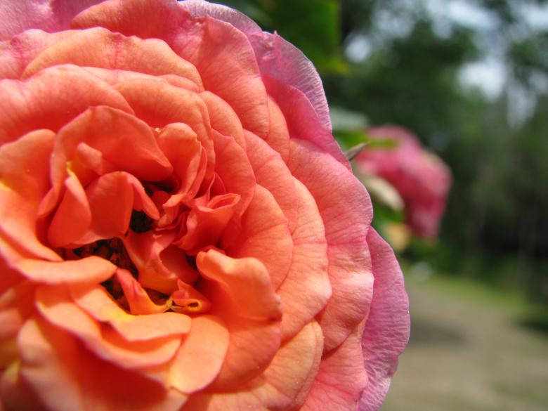 Amoren Plena Flor: Rosa De Alta Definición. Fondo de pantalla