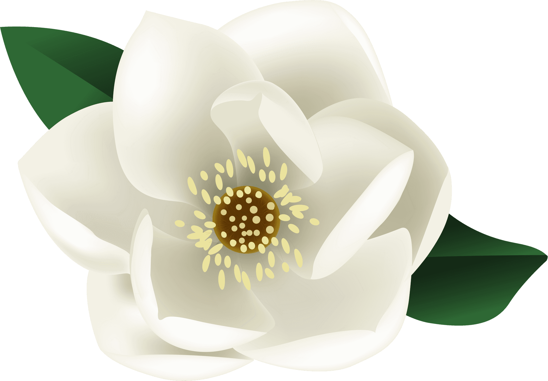 Blooming Magnolia Vector Illustration PNG