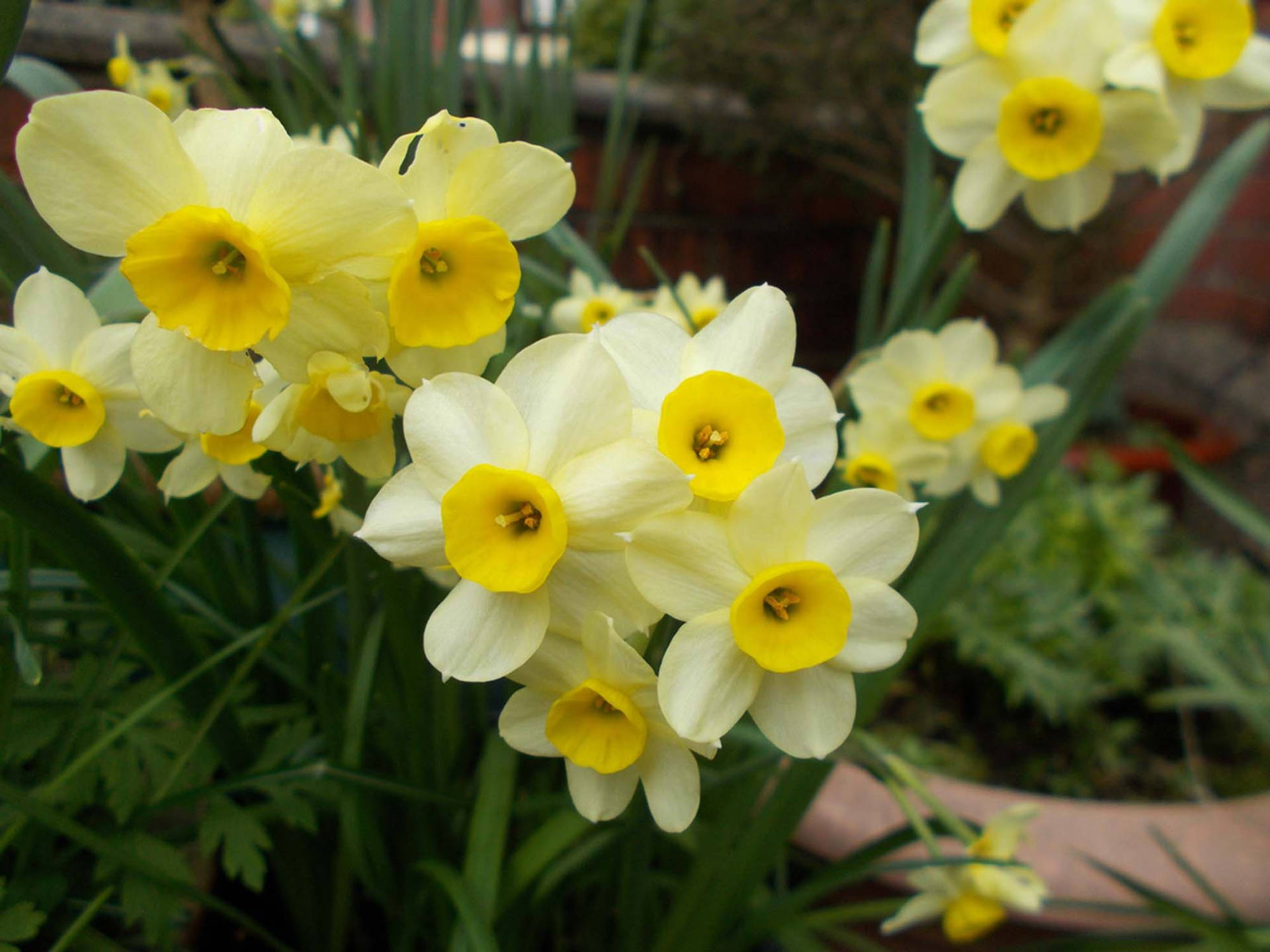 Blooming Minnow Narcissus Flowers Wallpaper