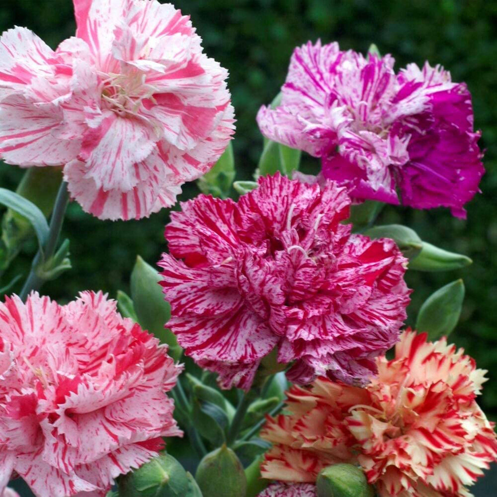 Blooming Multicolored Carnations Wallpaper