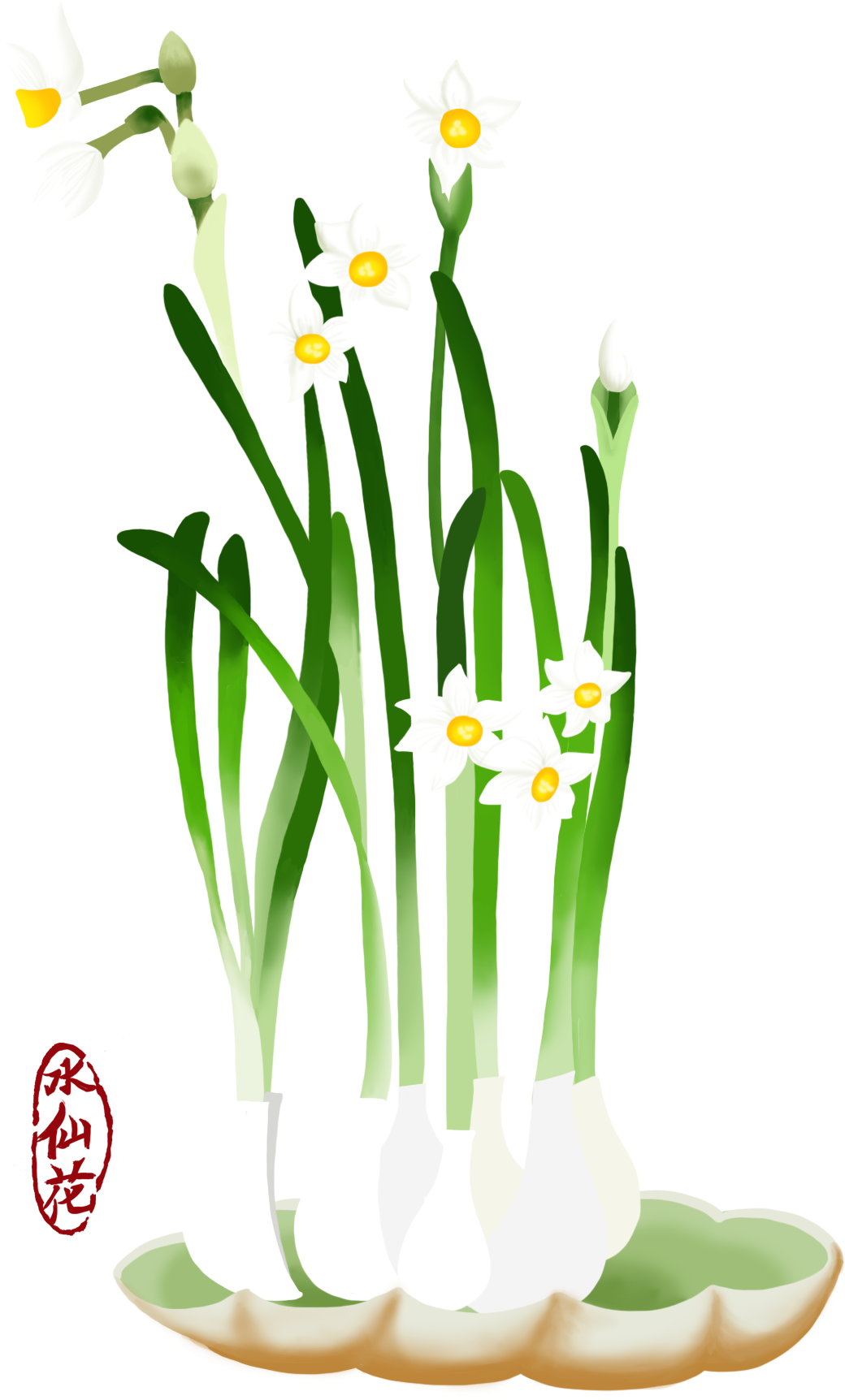 Blooming Narcissus Flowers Illustration PNG