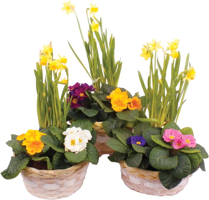 Blooming Narcissusand Primrosesin Baskets PNG