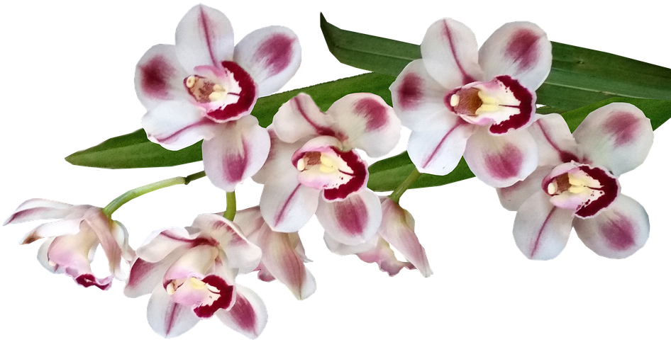 Blooming Orchid Branch.png PNG