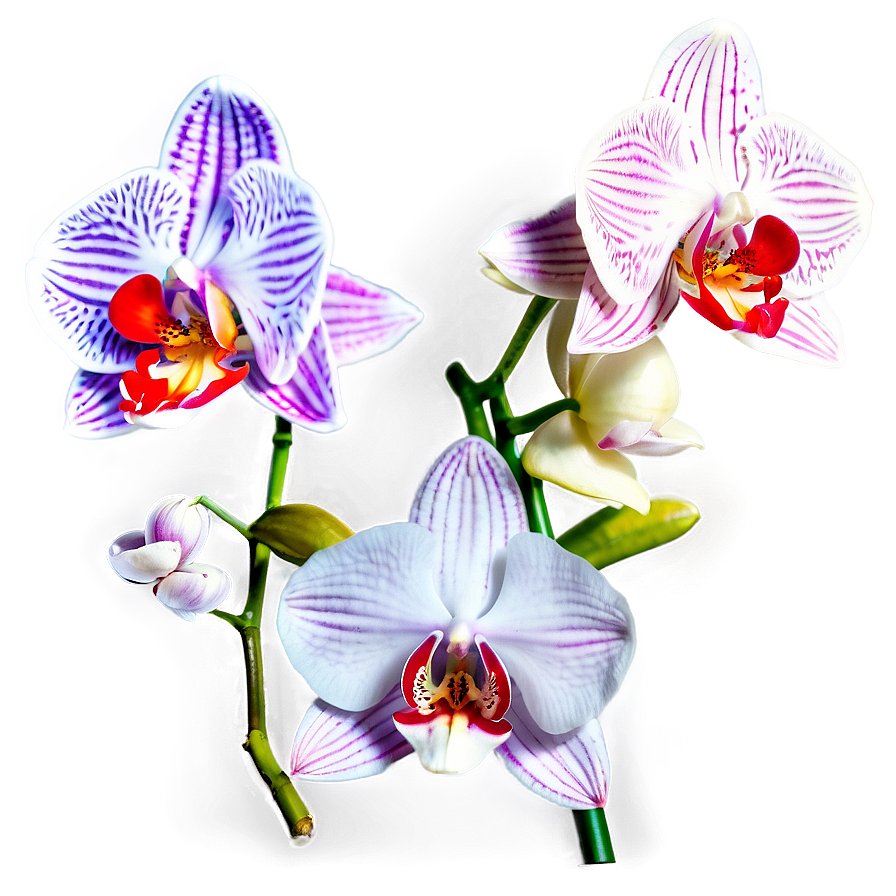 Blooming Orchid Spring Png 06272024 PNG