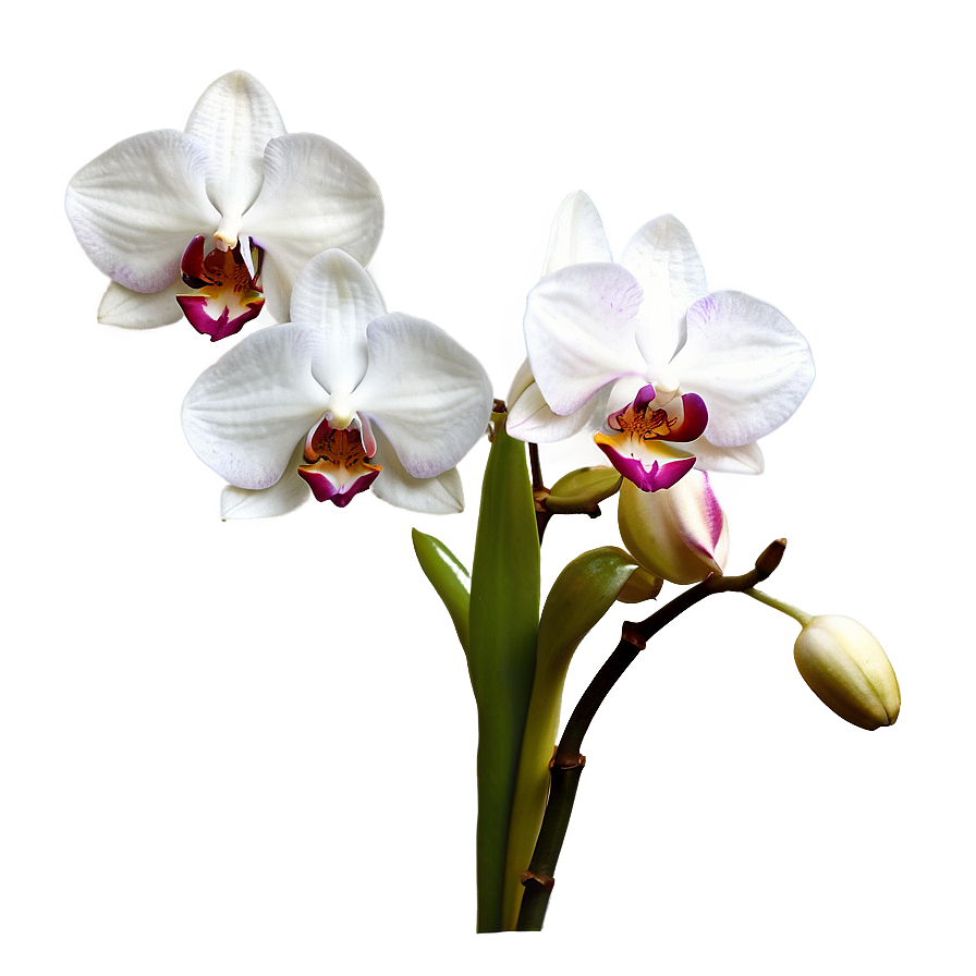 Blooming Orchid Spring Png Gbw PNG