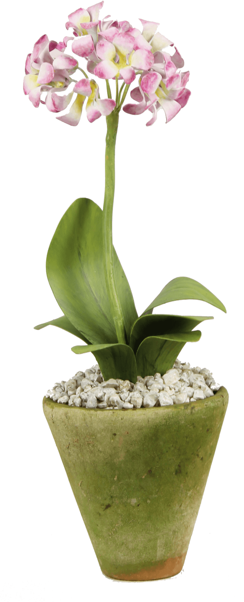 Blooming Orchidin Green Pot PNG