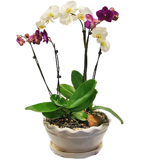 Blooming Orchidsin Ceramic Pot PNG