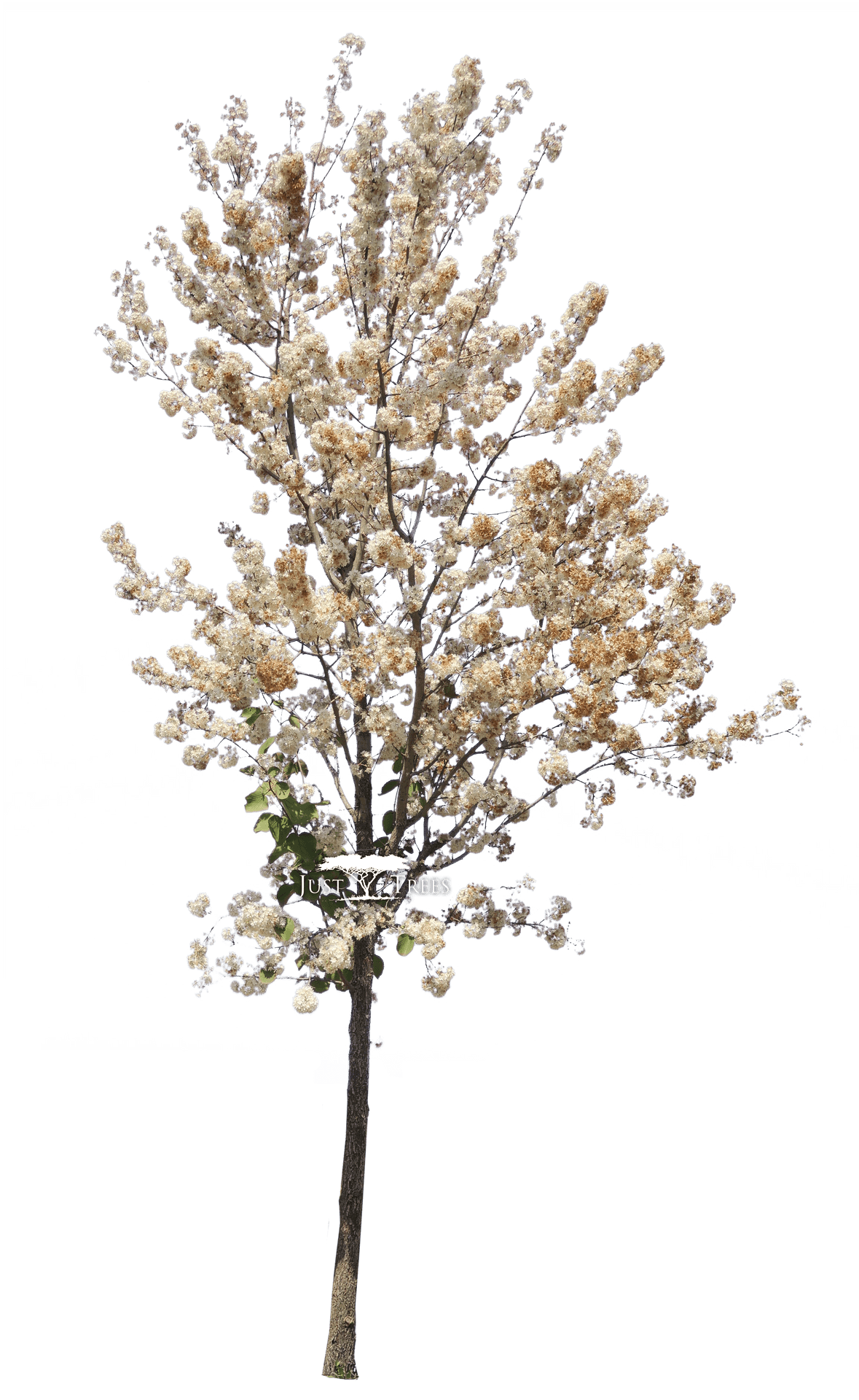 Blooming Pear Tree Isolated PNG