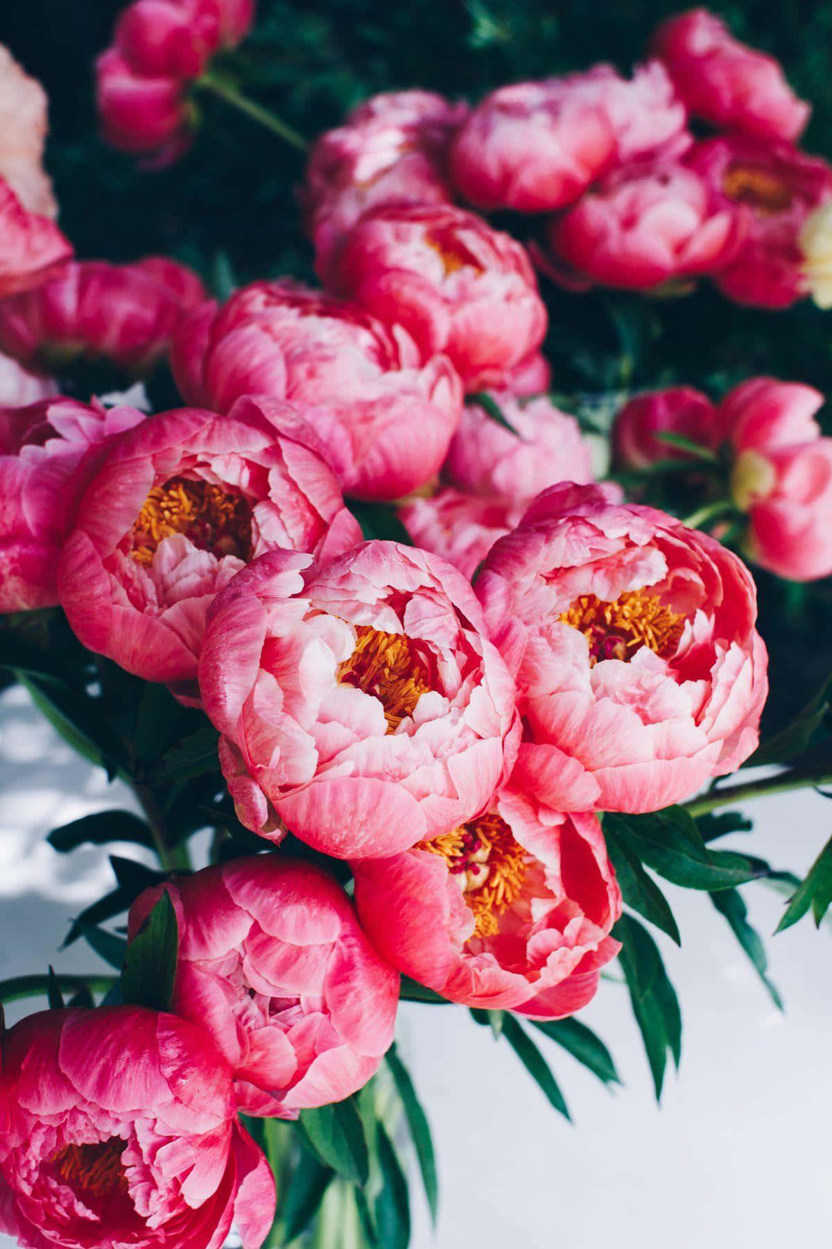 Blooming Peonies In Spring