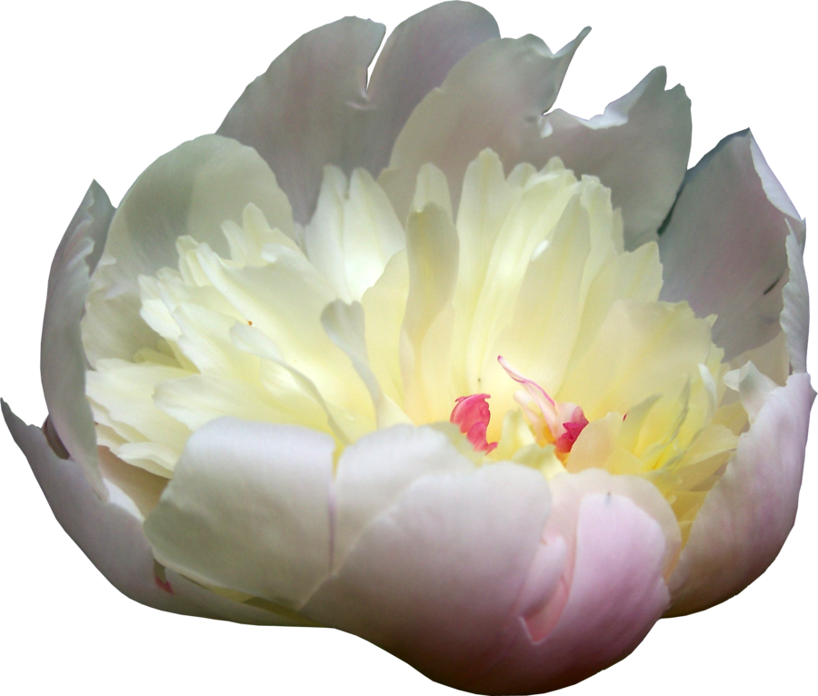 Blooming Peony Flower Isolated.png PNG