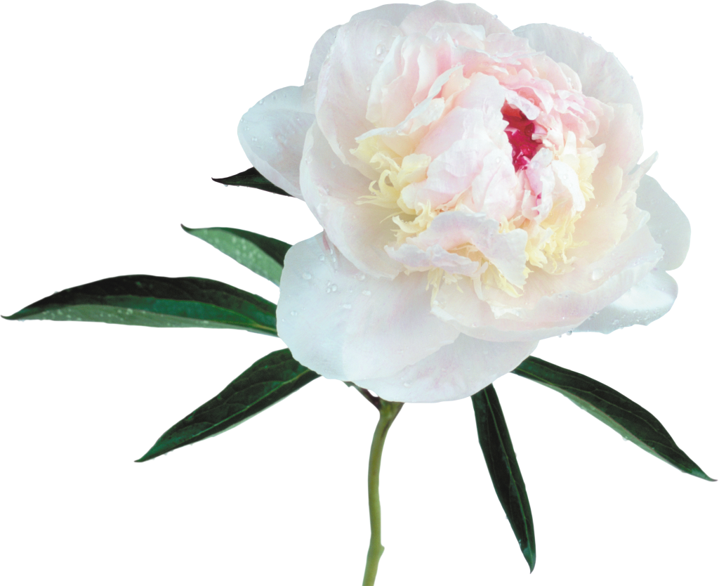 Blooming Peony Flower Transparent Background PNG