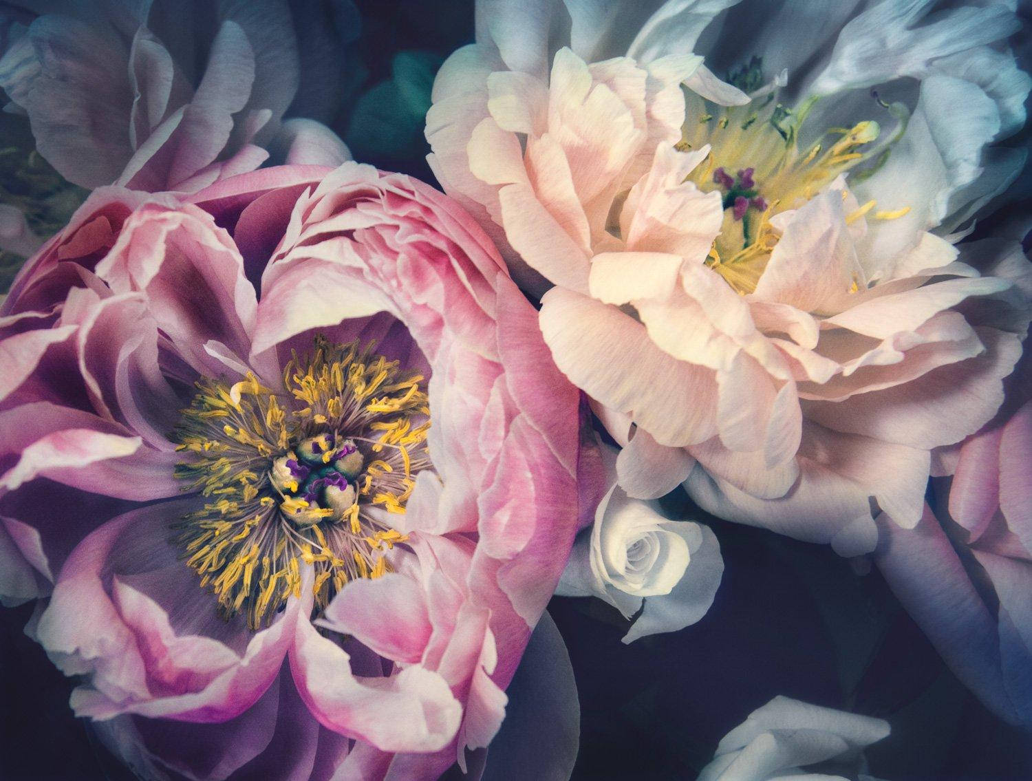 Fondooscuro Con Flores De Peonías Floreciendo. Fondo de pantalla