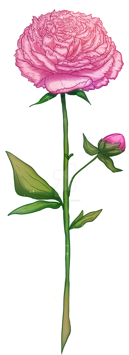 Blooming Peony Illustration PNG