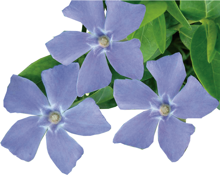 Blooming Periwinkle Flowers PNG