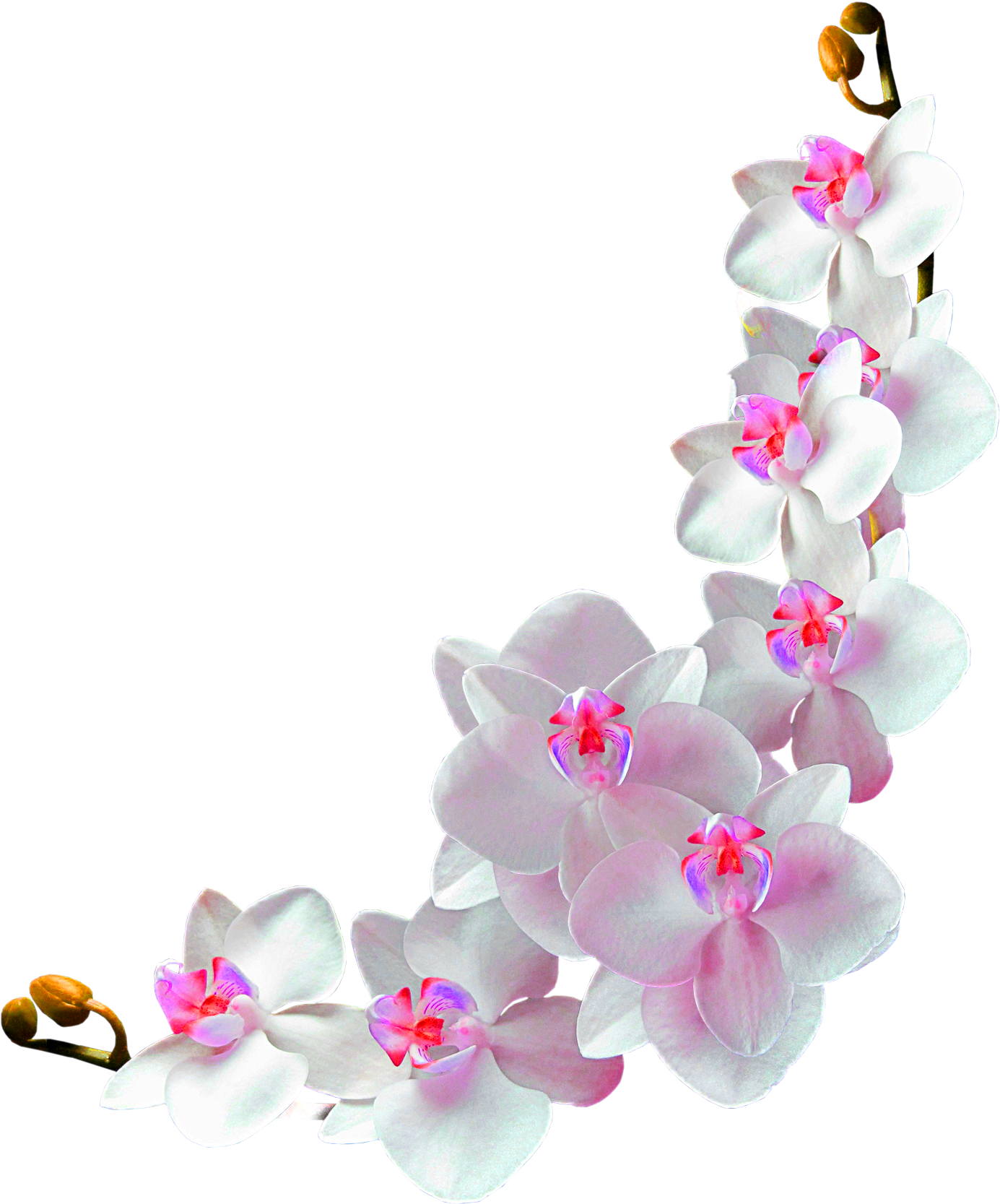Blooming Phalaenopsis Orchid Transparent Background PNG