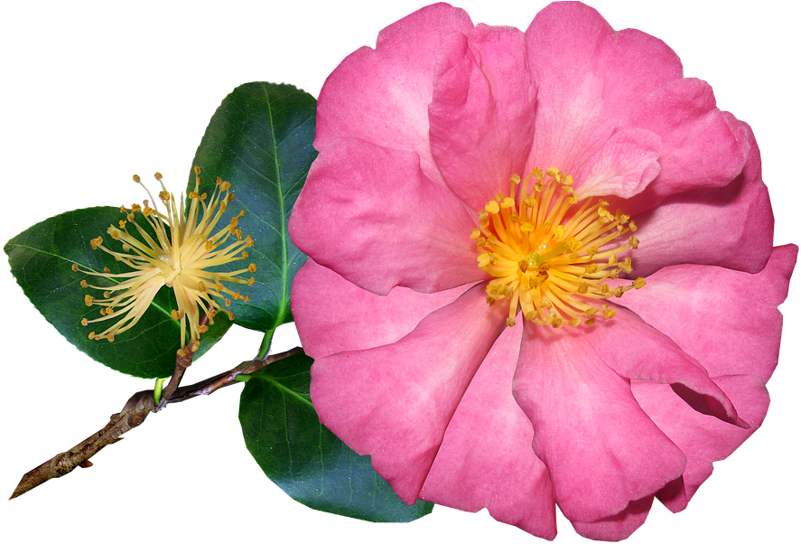 Blooming Pink Camellia Flower PNG