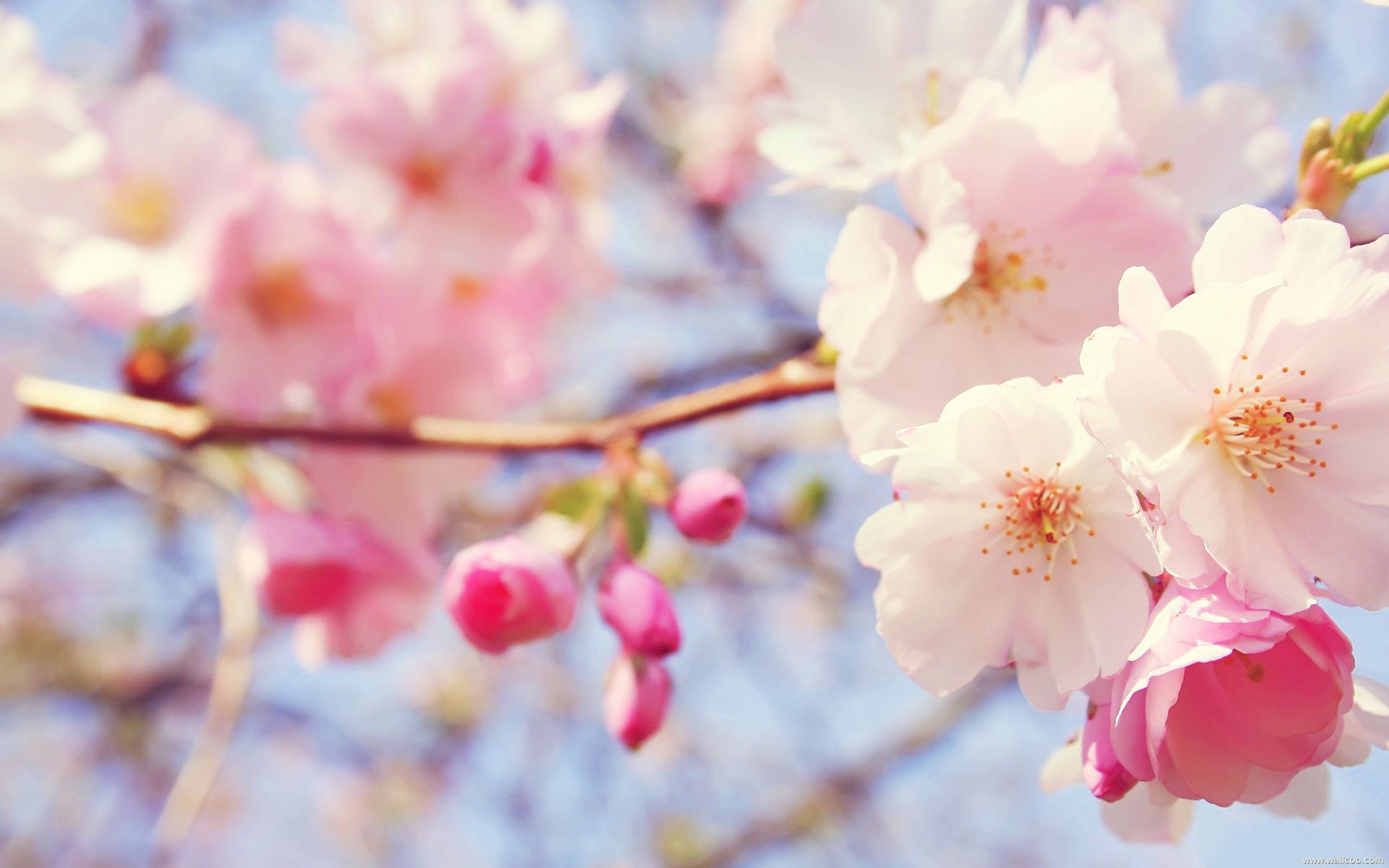 Blooming Pink Cherry Blossom Flowers Wallpaper