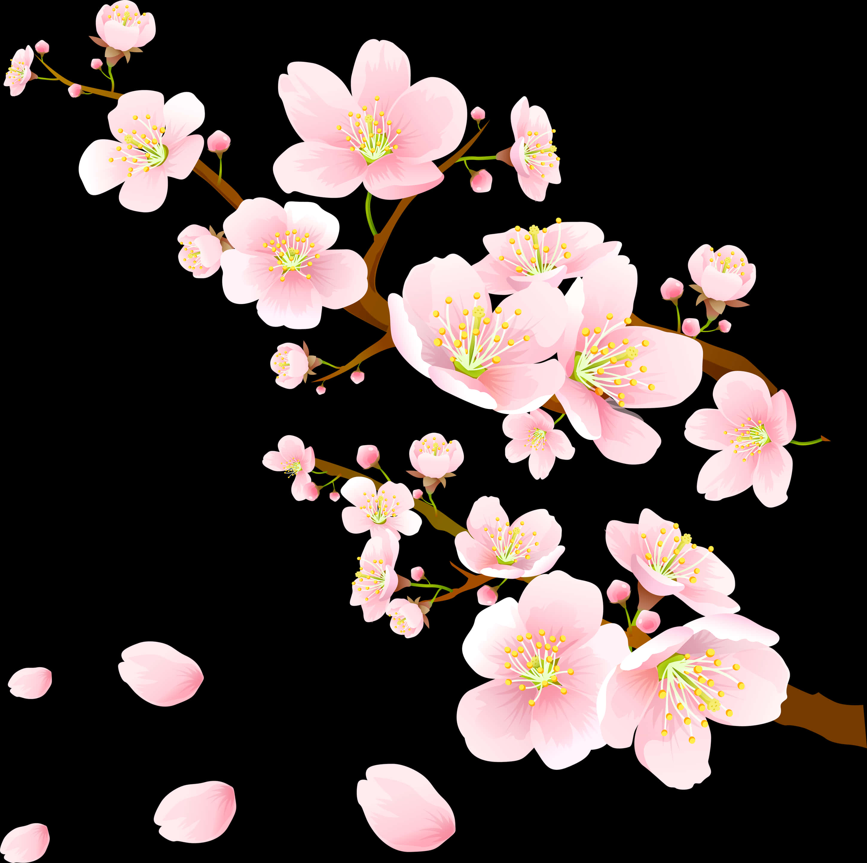 Blooming Pink Cherry Blossoms PNG