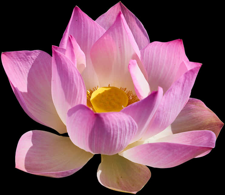 Blooming Pink Lotus Flower PNG