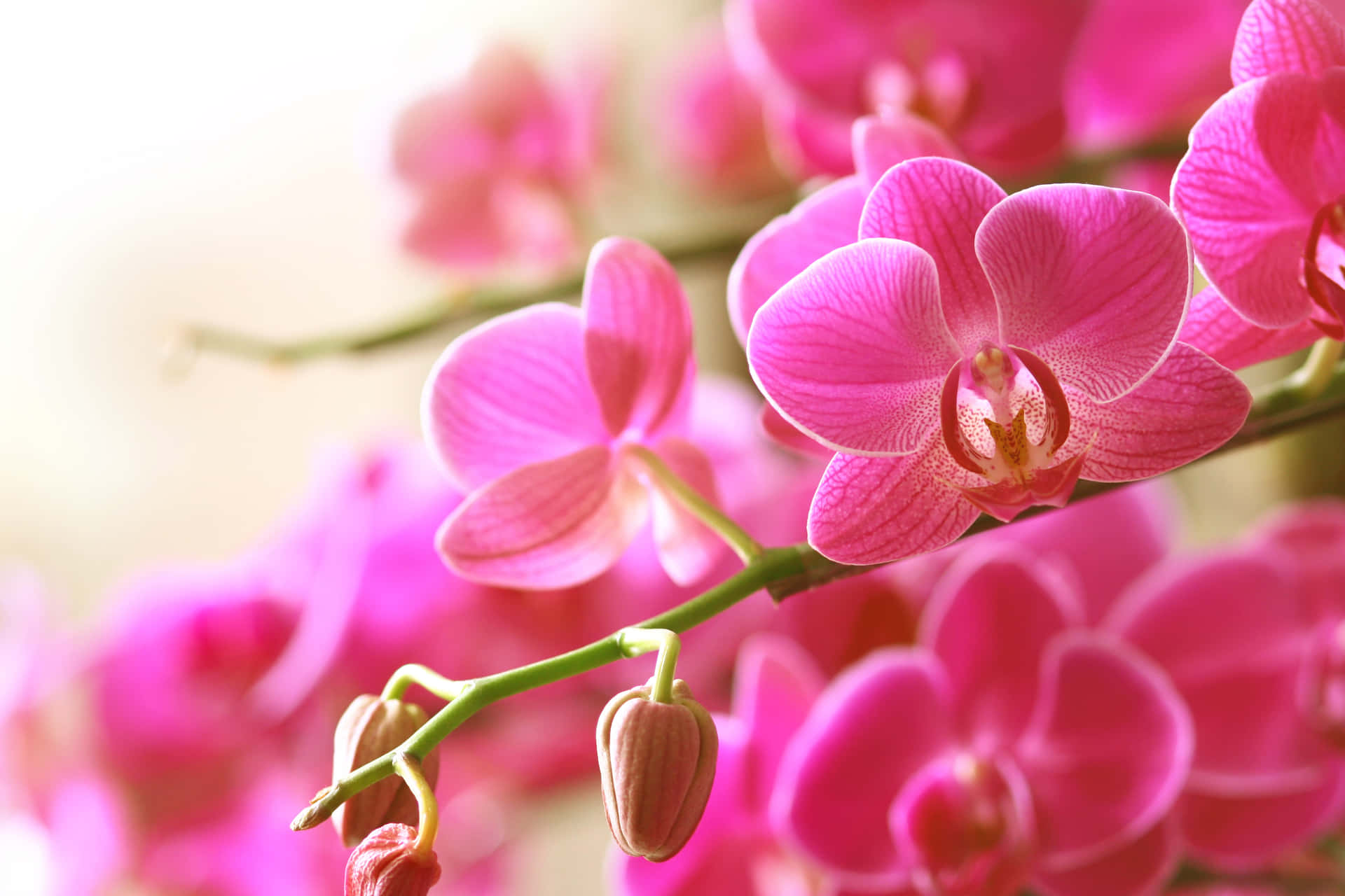 Blooming Pink Orchid Flowers Picture