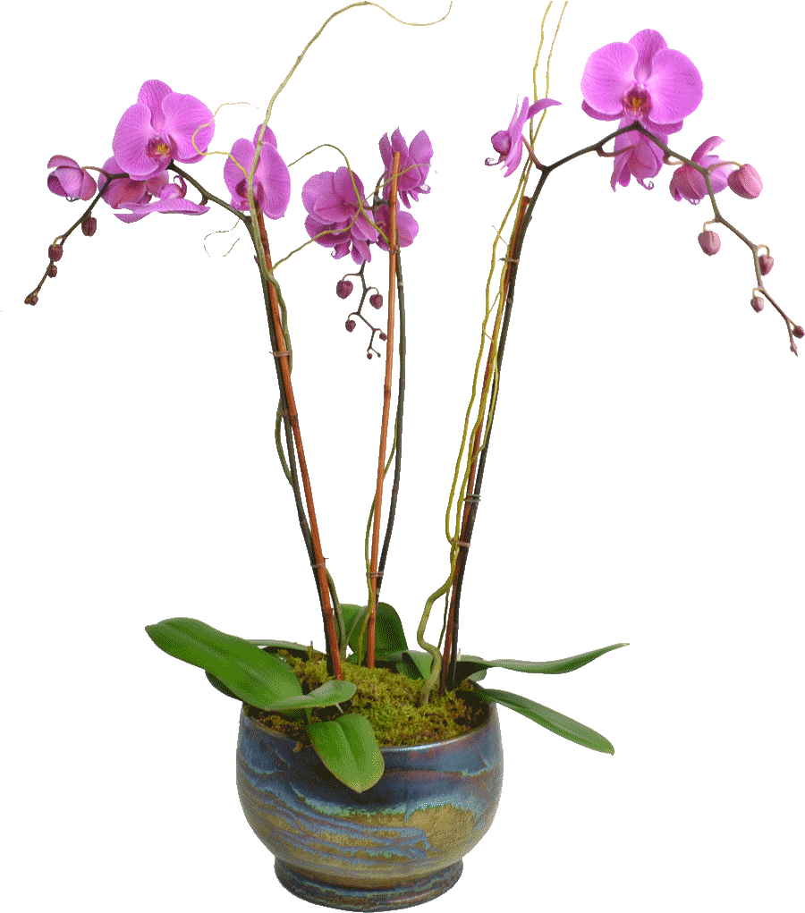 Blooming Pink Orchidin Pot PNG