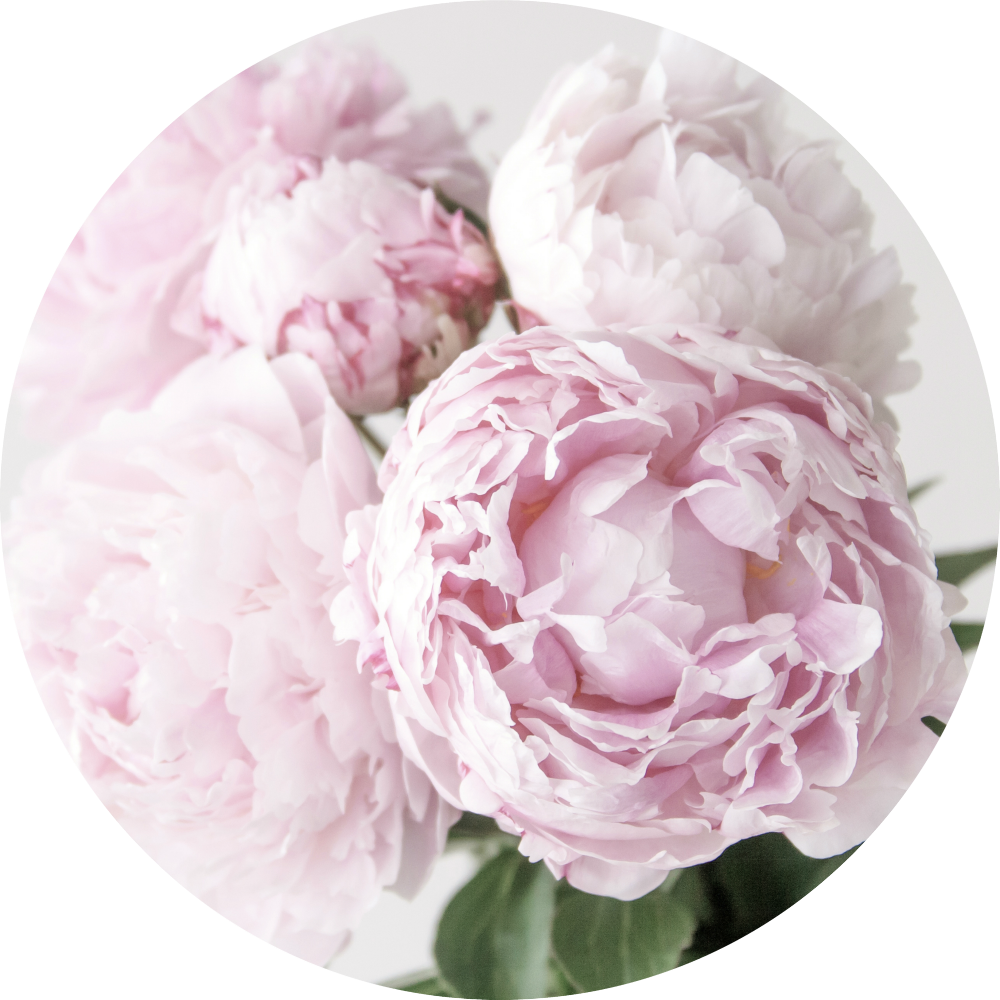 Download Blooming Pink Peonies | Wallpapers.com