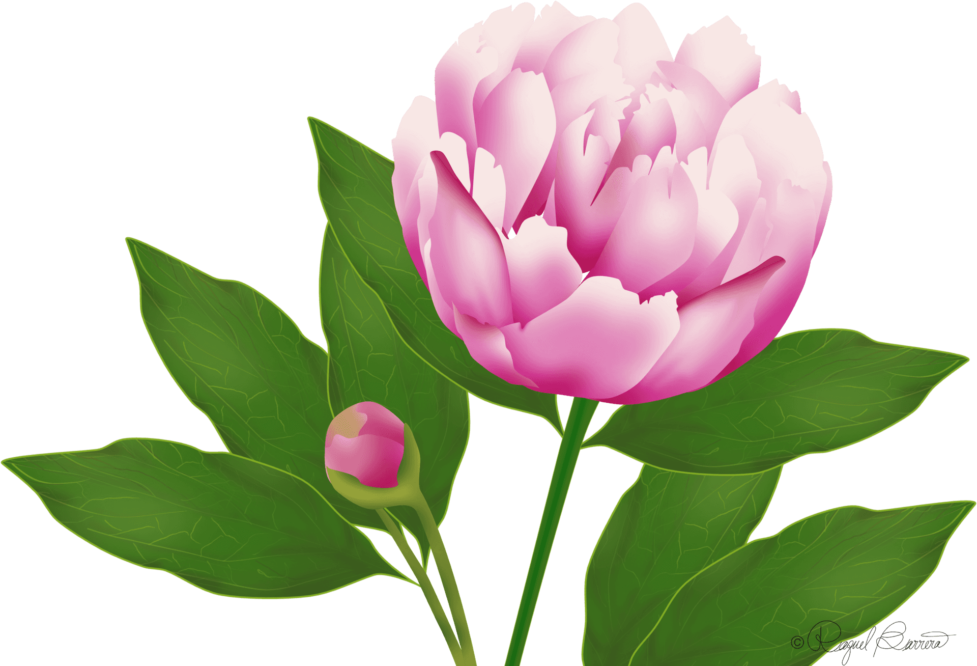 Blooming Pink Peony Flower PNG